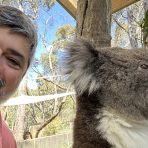  Powell Koala, Cleland Wildlife Park, SA.16